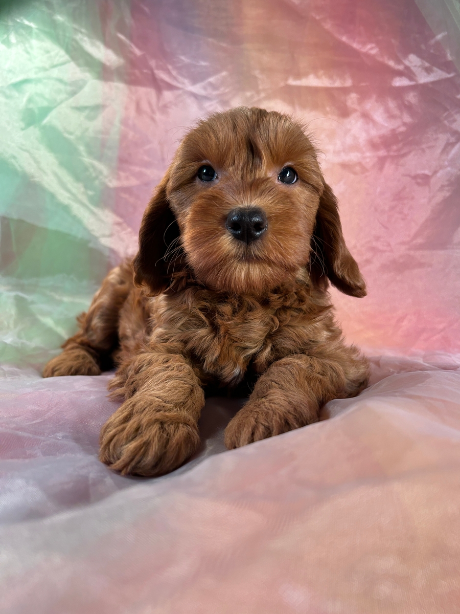 Female F1b Miniature Goldendoodle Puppy for Sale DOB 2-18-2024 $1200